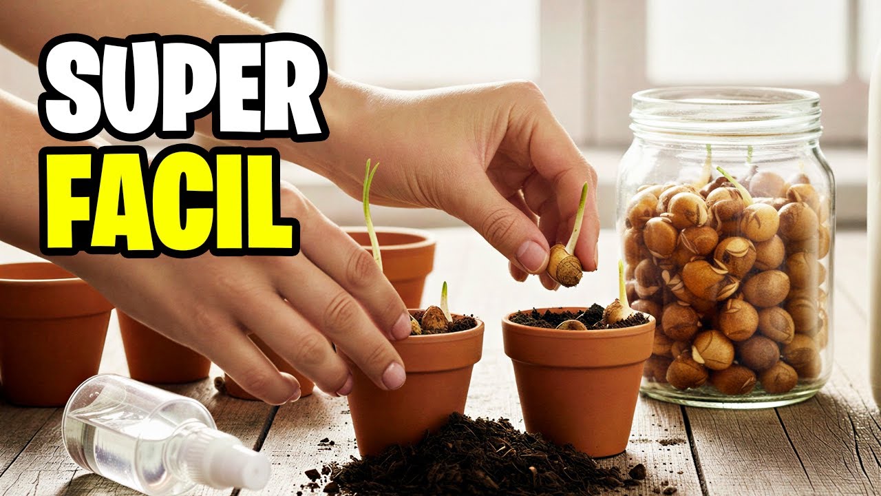 ¡No te lo vas a CREER! 🌱 Germina Chufas del Supermercado Paso a Paso | La Huerta de Ivan