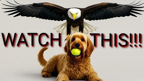 An UNBELIEVABLE Day of Bald Eagles and Playing Fetch