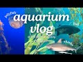 monterey bay aquarium vlog 🌊🦈 sharks, jellyfish, fish, stingrays, birds, and more!