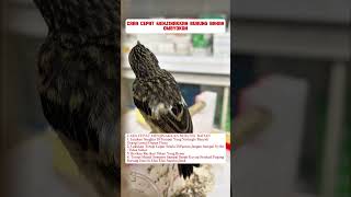 Download Lagu pancingan suara burung decu #burung #mangkicauoffecial #kicaumania #burungkicaudialamliar #birds MP3