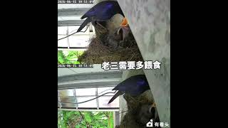 機長農場台灣紫嘯鶇孵育紀錄 15June 網路總算可以讓我看到他們 更新一下 小鳥長大了#機長 #台灣紫嘯鶇 #birds 