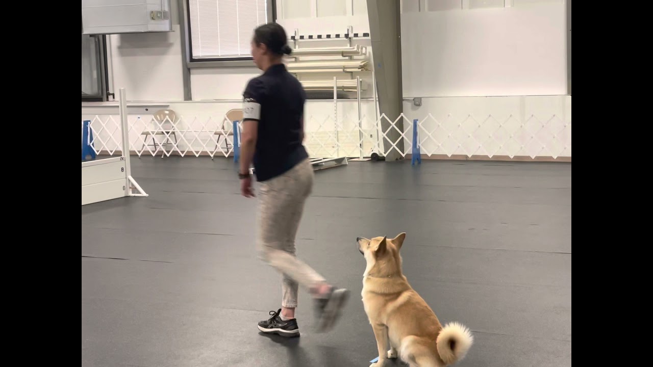 Norwegian Buhund Axel Bjorn - first ever Open A Obedience Trial