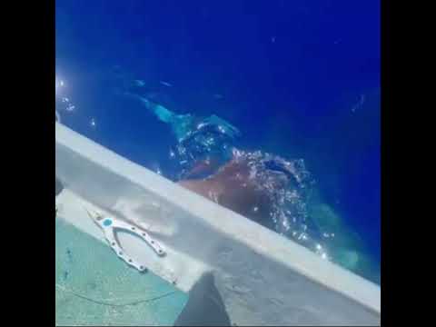 Tubarão-martelo é visto