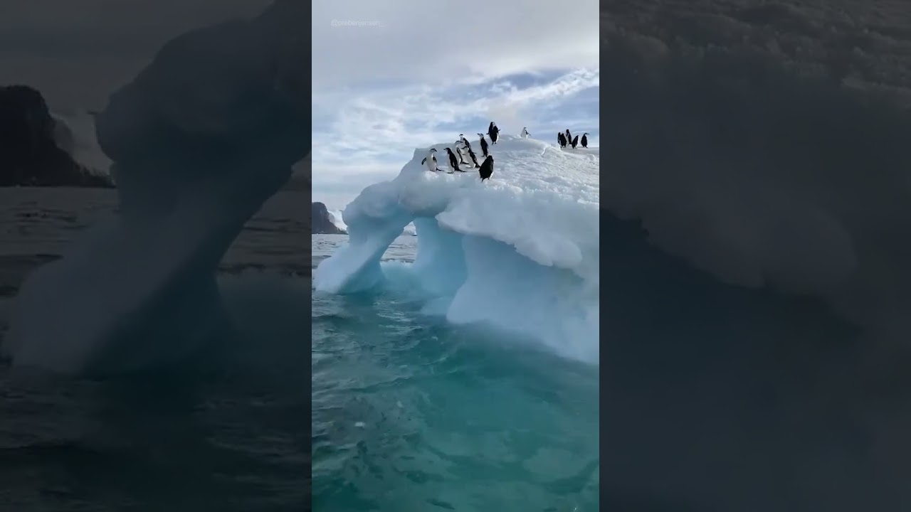 Penguins Dive In Formation