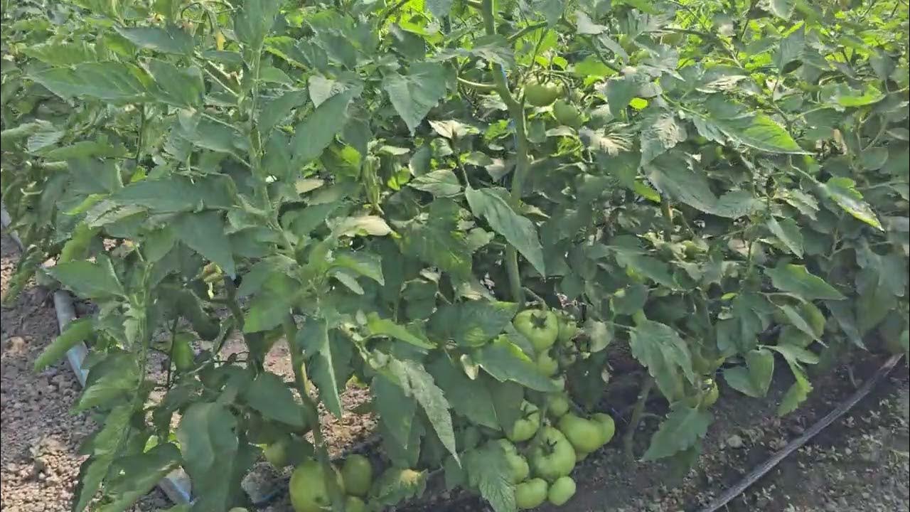 Пинк хит часть 2, ст Михайловская Курганинского района - YouTube