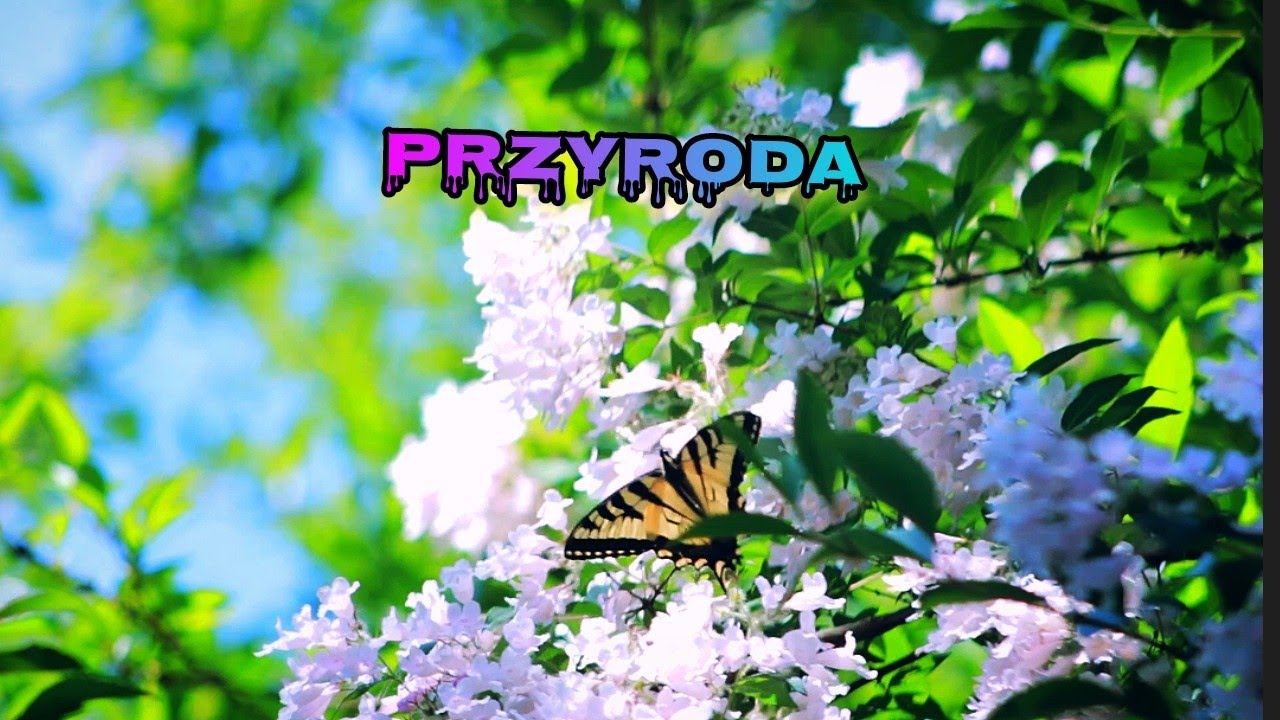Klasa 4 Przyroda 1.7 Jak się orientować w terenie? - YouTube