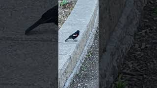 Beautiful Bird Friends at Niagara Falls 🇨🇦🦆 | Victoria Day 2026 Nature Shorts