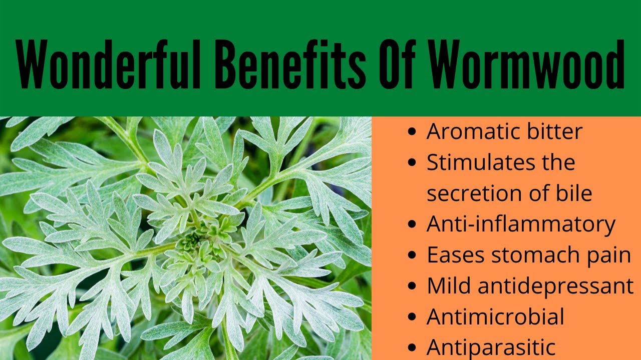 Wormwood Benefits YouTube