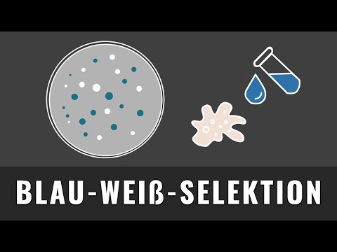 Video: Bei der Durchführung eines blau-weißen Screens enthalten weiße Bakterienkolonien?