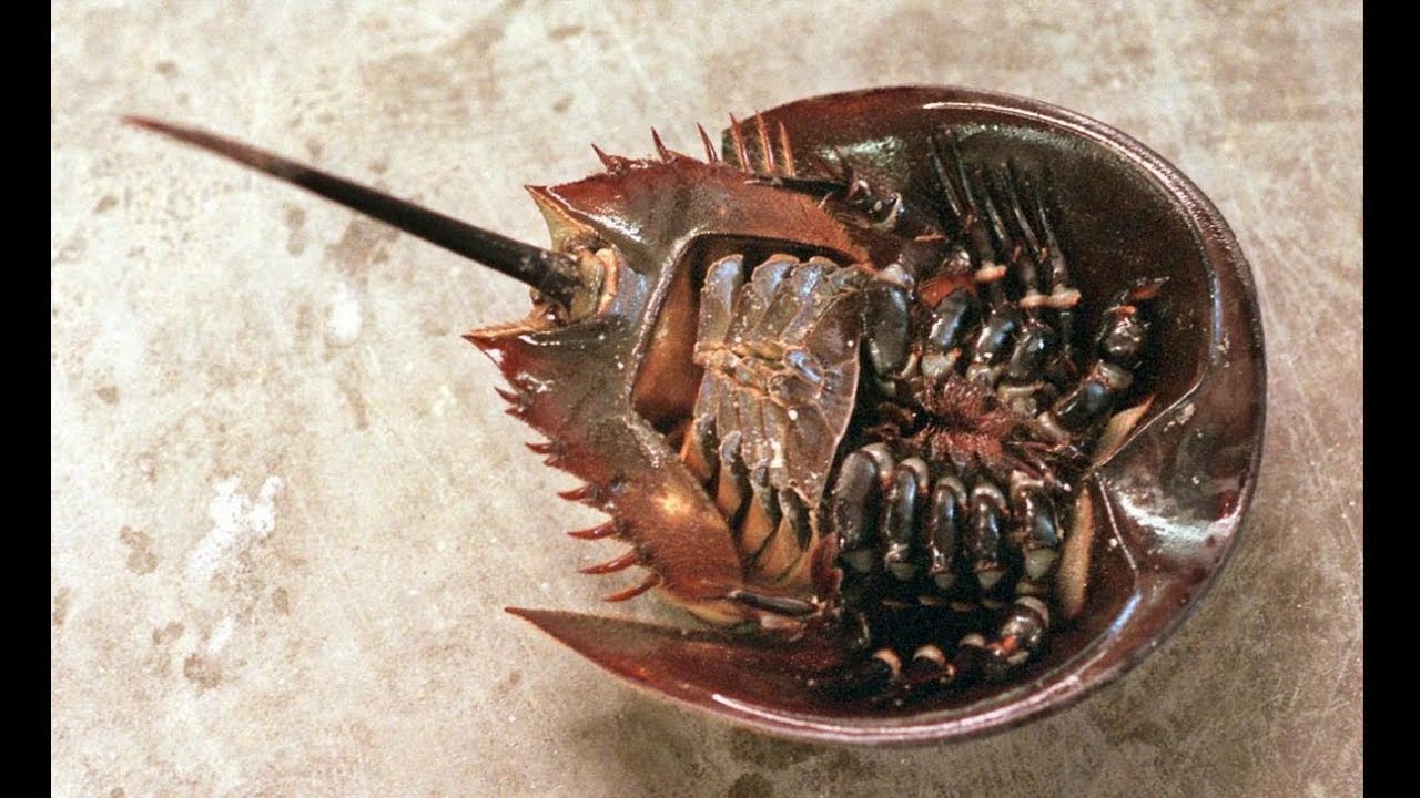 Horseshoe crab