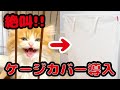 絶叫する子猫にケージカバーを付けた結果・・・【スコティッシュフォールド】/ 【Scottish Fold Cat】