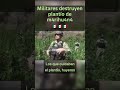 Militares destruyen plantío 🇲🇽 #viral #militar #mexico #noticias #military #shorts