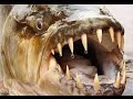 5 Опаснейших речных монстров The most dangerous river monsters