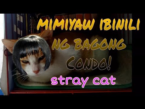 Video: Pinaghihinalaan Ng Link Ng Mga Siyentista Sa Pagitan Ng Mga Feces Ng Cat, Babae Na Pagpapatiwakal