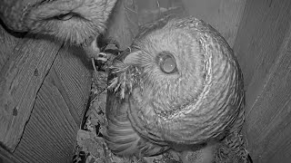 Persistence Pays Off During Mouse Delivery At Barred Owl Nest Box – April 17, 2025