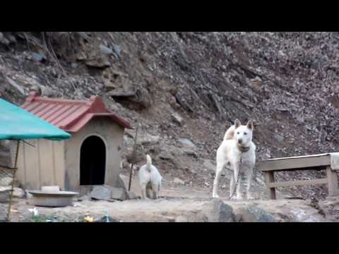 Happy <strong>time</strong> with <strong>cute</strong> Baby Jindo dog and Mom Jindo dog . Jeonju . KOREA.