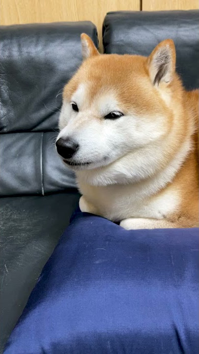 shiba SHIBA DOG RANMARU - YouTube