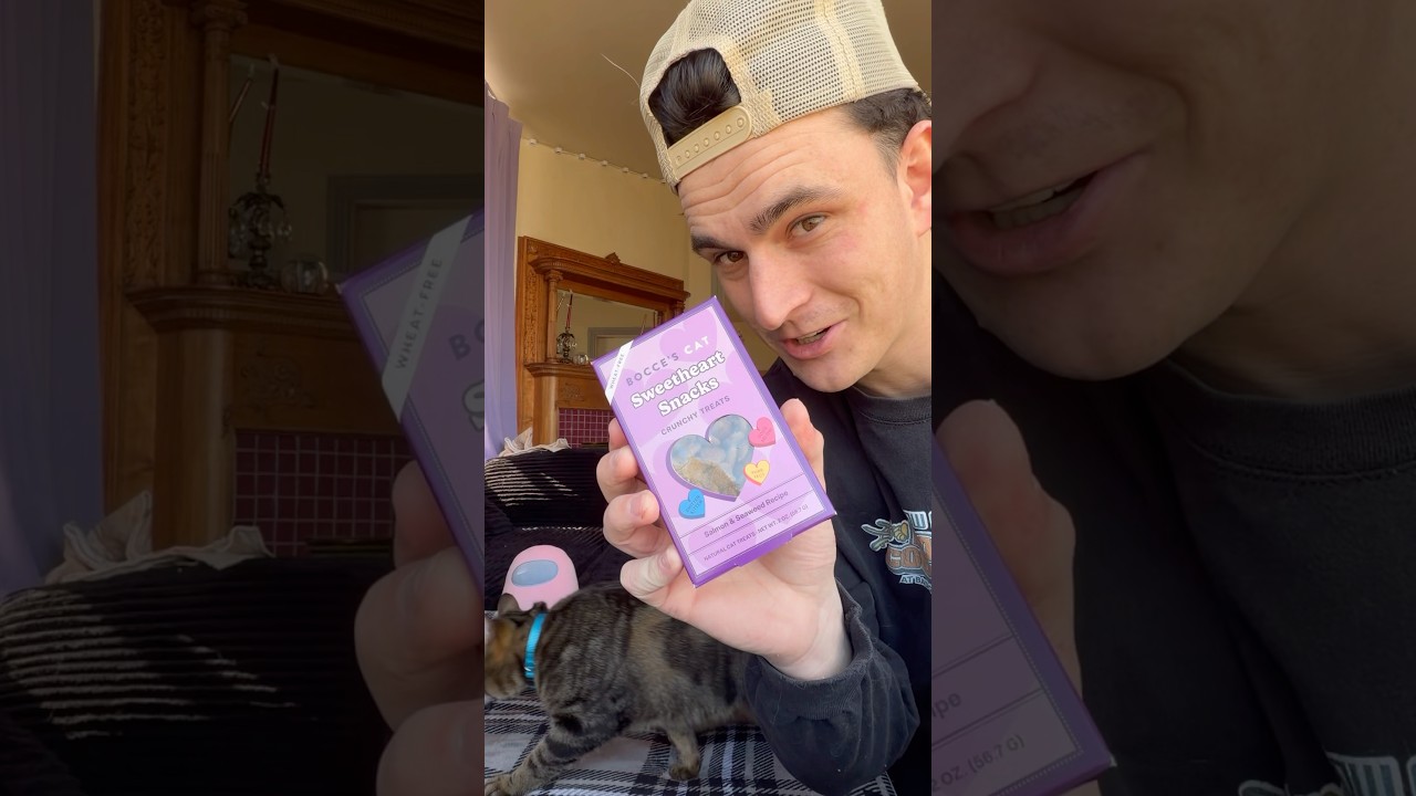 My cats love doing backflips 🔄🐱#pov #catflip #cats #kittens #backflip