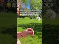 Blowing dandelion with Oreo! 😆🥰