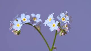 Forget me not flower time lapse