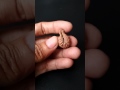 Rudraksha 32 Mukhi Dimensi 24x16.15