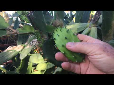 ቪዲዮ: Spineless Prickly Pear ምንድን ነው፡ Opuntia Cacanapa 'Ellisiana' Cactus Care