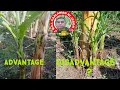 ADVANTAGE AT DISADVANTAGE NG SUCKER NG SAGING? # bananafarm #lakatanfarm # agribusiness,