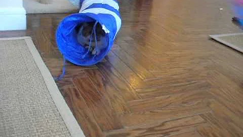 Watch the video about Exotic Shorthair Cats vs Tunnel