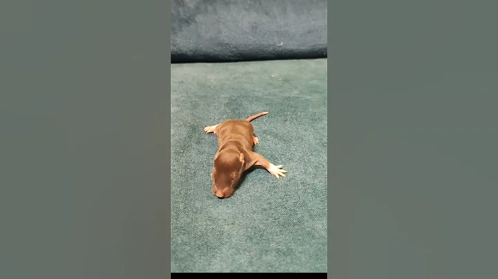 Video 4798871: sphynx cute animals