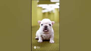 Pibble is stuck in the back rooms 😱 #ai #soraai #sora2 #aishorts #aivideo #youtubeshorts #shorts