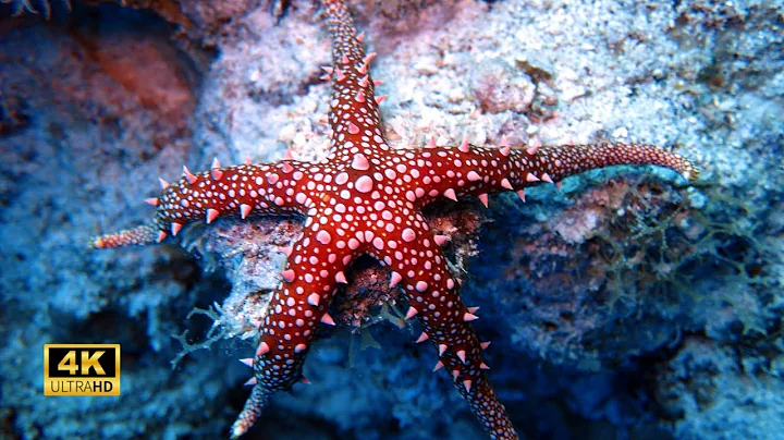 4K Underwater Wonders + Relaxing Music - The Best 4K Sea Animals for Relaxation