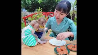 Very Touching Moments Of Monkey Yiyi And Yinyin Taking Care Of Yumy And Poor Animals