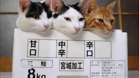 目が釘付け おもしろ画像