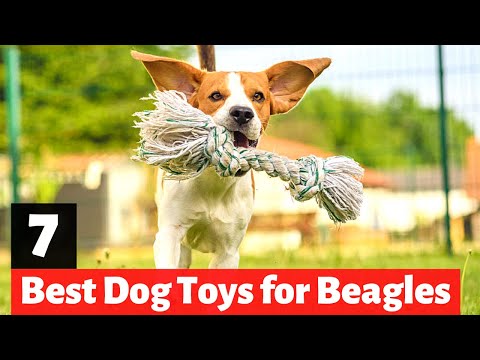 Video: Puiki žaislų beagle