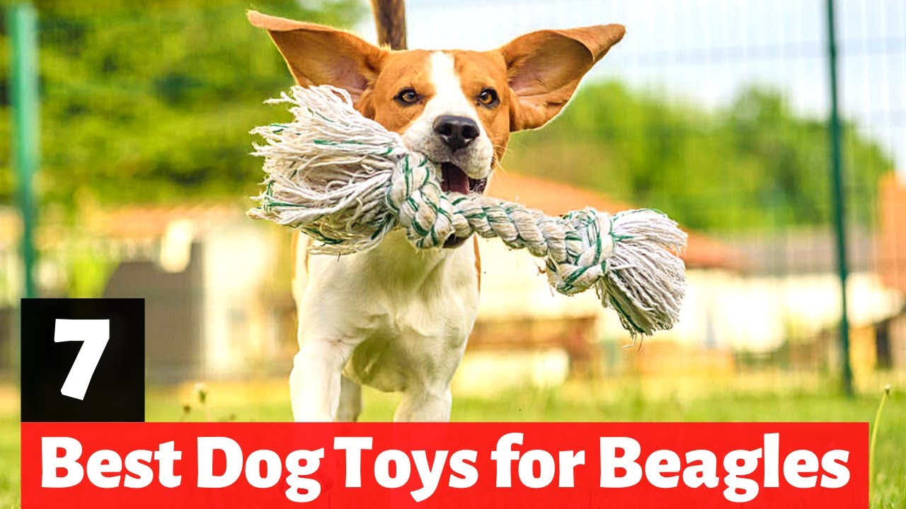 7 Best Dog Toys for Beagles and Beagle Cross Breeds 