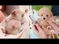 Baby Dogs - Cute and Funny Dog Videos Compilation #5 | Aww Animals