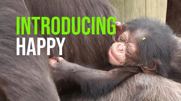 Dr. Jane Goodall Sends Happy Message Of Hope To An...