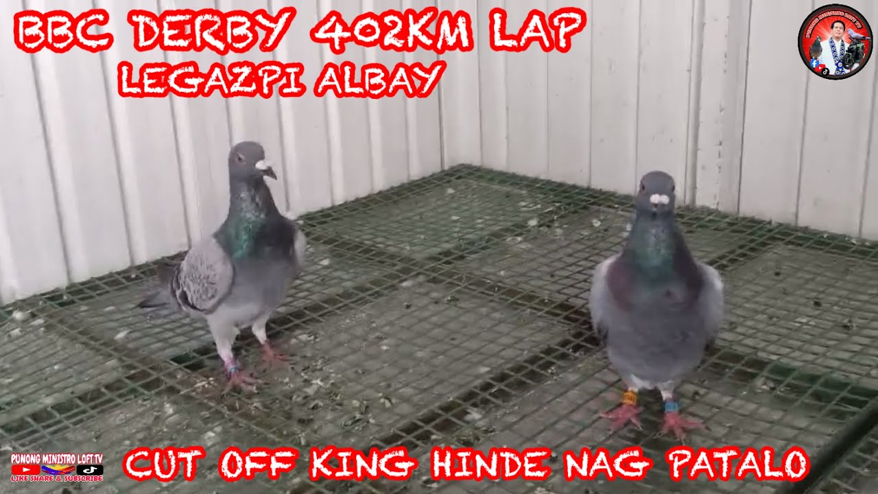 EP1241 BBC LEGAZPI ALBAY 402KM CUT OFF KING SURVIVED ANG TINDE MO!
