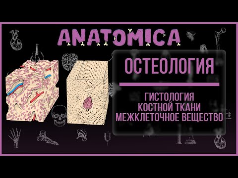 Гистология костной ткани / Межклеточное вещество костной ткани / Остеология