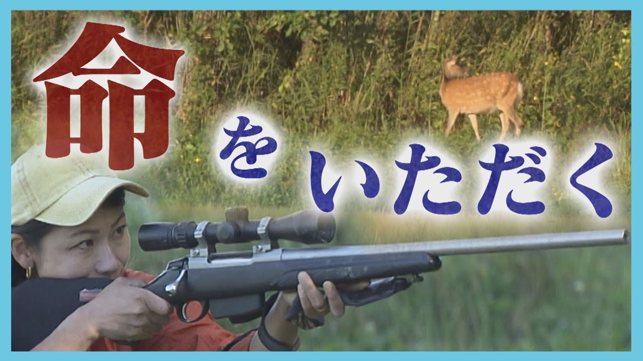 蝦夷鹿　道東地区　落ち角 道東 エゾ鹿の角 【中】新物 落角 12本セット 蝦夷鹿 北海道