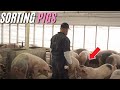 Sorting Pigs & Farm Upgrades