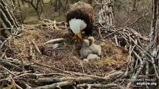 Decorah Eagles 4-16-20, 3:45 pm Mom brings fish, eaglet closeups
