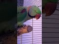Очень красивая попугай Александра 😍❤️#подпишись #попугай #shortvideo #fannyvideo ￼￼
