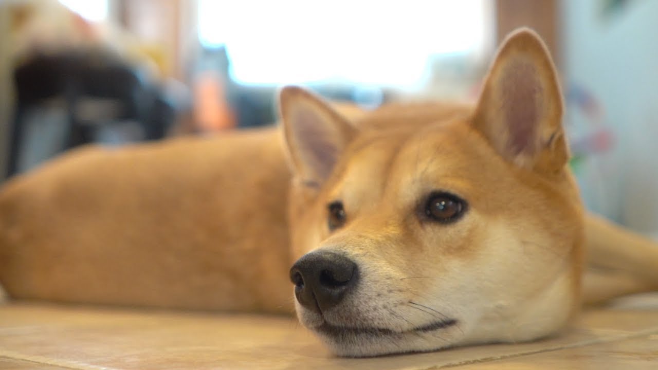 haru the shiba inu plush