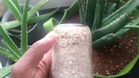 What to do if the mycelium stop colonizing in a jar.