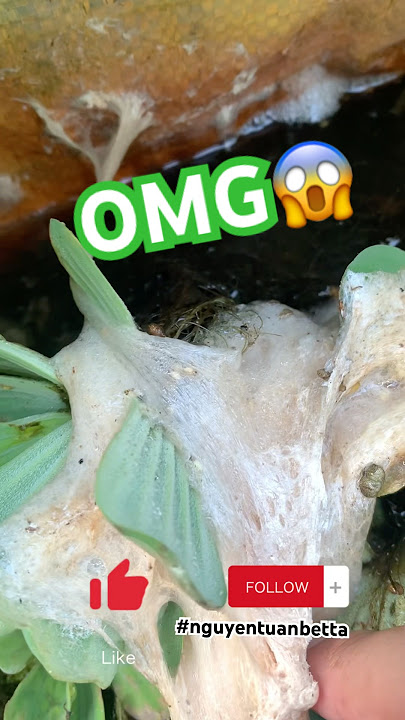 giant betta fish bubble nest discovered🥰#bettafishtank #betta