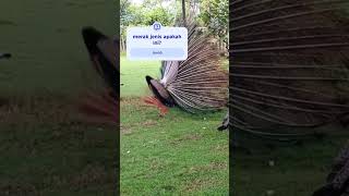 Merak memukau  #sonicthehedgehog #shadow #satwalucu #satwalangka