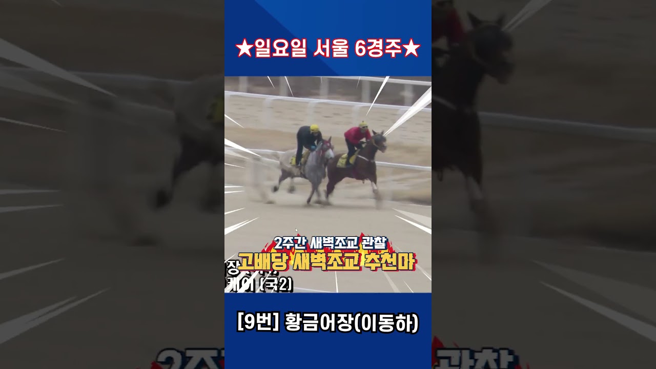3월1일 일요일 서울 6경주!! 훈련 이상무!! 상승세 계속될것!! 2주간 훈련변화 보인 강백호의 새벽조교 쏘스마!!#강백호경마 #shorts