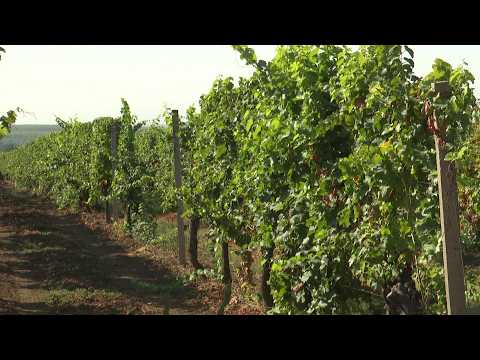 Berba u erdutskom vinogorju uranila 20 dana
