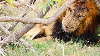 AFTER a Brutal Territory Lion Fight, Two Lions Lost! One Survived Longer! Kruger National Park!